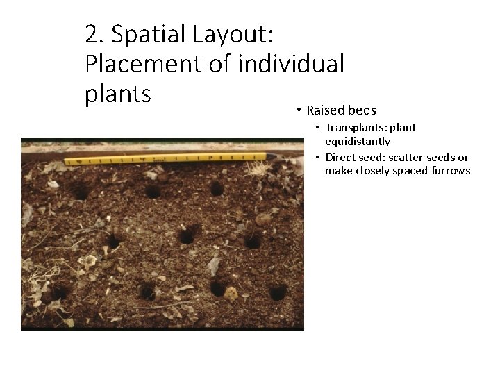 2. Spatial Layout: Placement of individual plants • Raised beds • Transplants: plant equidistantly