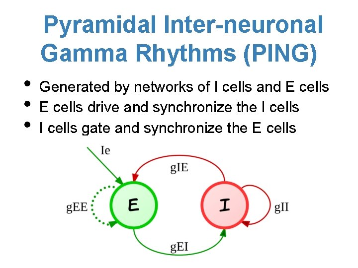 Pyramidal Inter-neuronal Gamma Rhythms (PING) • • • Generated by networks of I cells