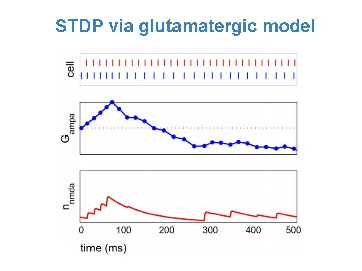 STDP via glutamatergic model 