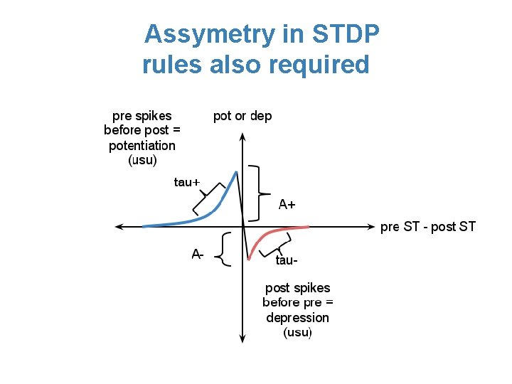 Assymetry in STDP rules also required 