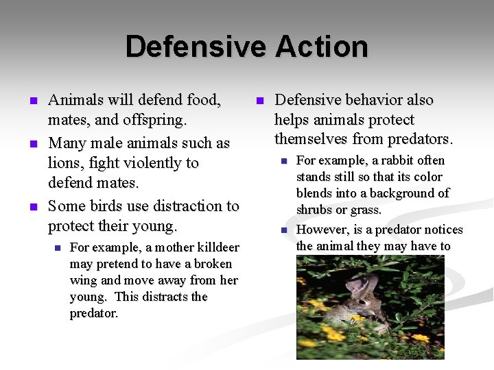 Defensive Action n Animals will defend food, mates, and offspring. Many male animals such