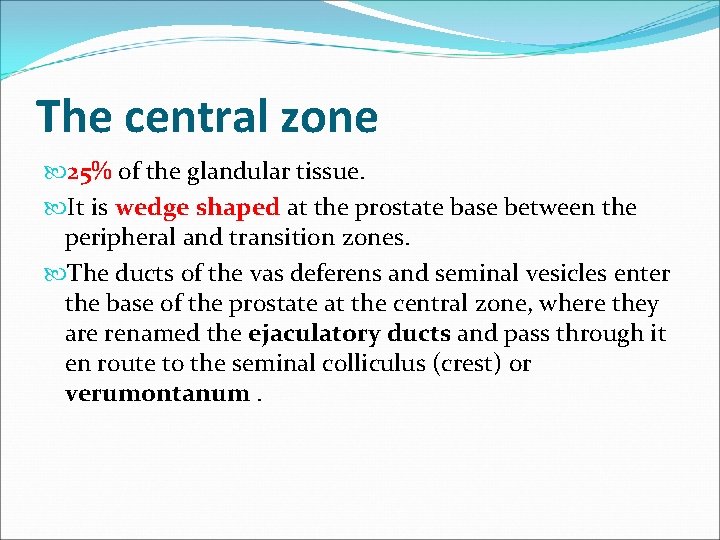 The central zone 25% of the glandular tissue. It is wedge shaped at the