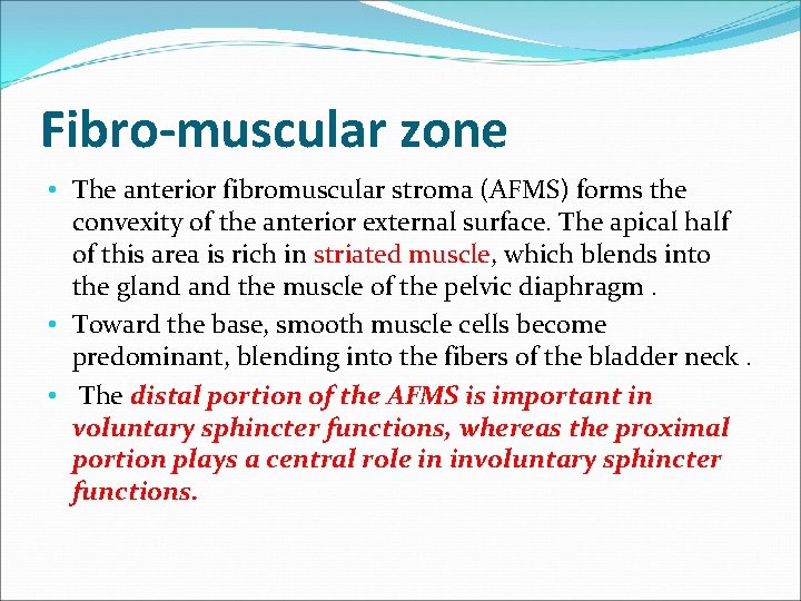 Fibro-muscular zone • The anterior fibromuscular stroma (AFMS) forms the convexity of the anterior