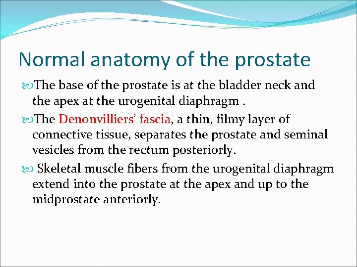 Normal anatomy of the prostate The base of the prostate is at the bladder