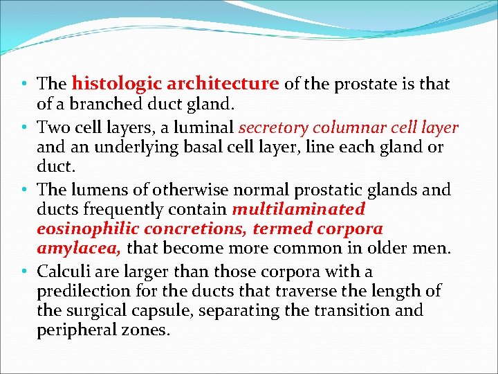  • The histologic architecture of the prostate is that of a branched duct
