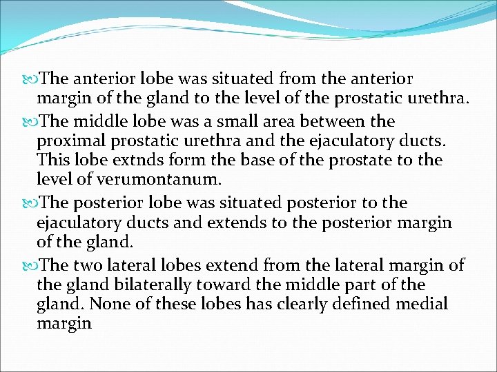  The anterior lobe was situated from the anterior margin of the gland to