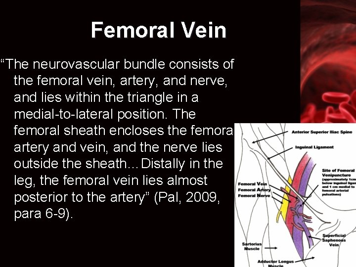 Femoral Vein “The neurovascular bundle consists of the femoral vein, artery, and nerve, and