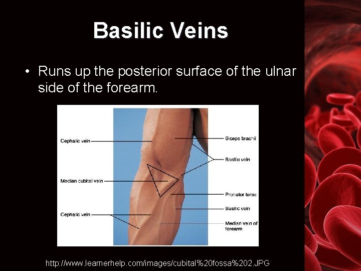 Basilic Veins • Runs up the posterior surface of the ulnar side of the