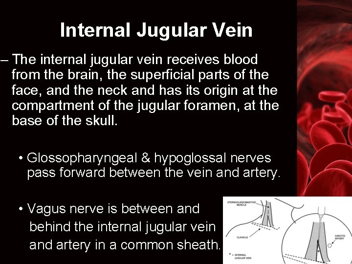 Internal Jugular Vein – The internal jugular vein receives blood from the brain, the