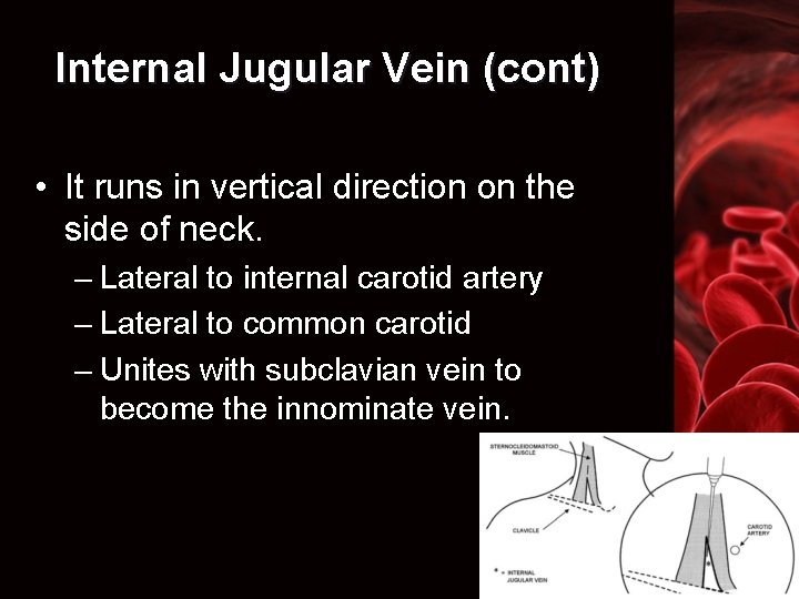 Internal Jugular Vein (cont) • It runs in vertical direction on the side of