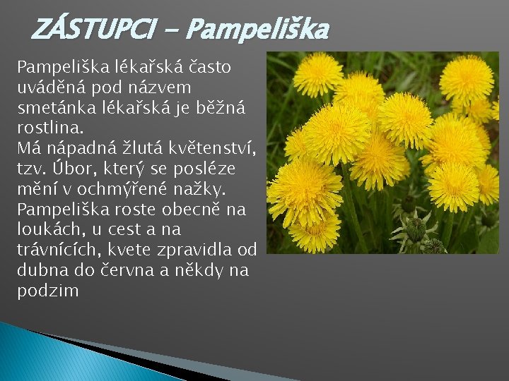 ZÁSTUPCI - Pampeliška lékařská často uváděná pod názvem smetánka lékařská je běžná rostlina. Má