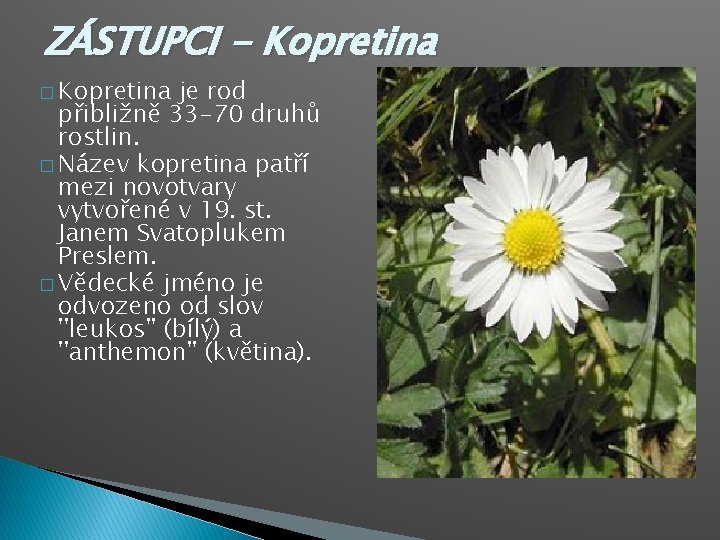 ZÁSTUPCI - Kopretina � Kopretina je rod přibližně 33 -70 druhů rostlin. � Název