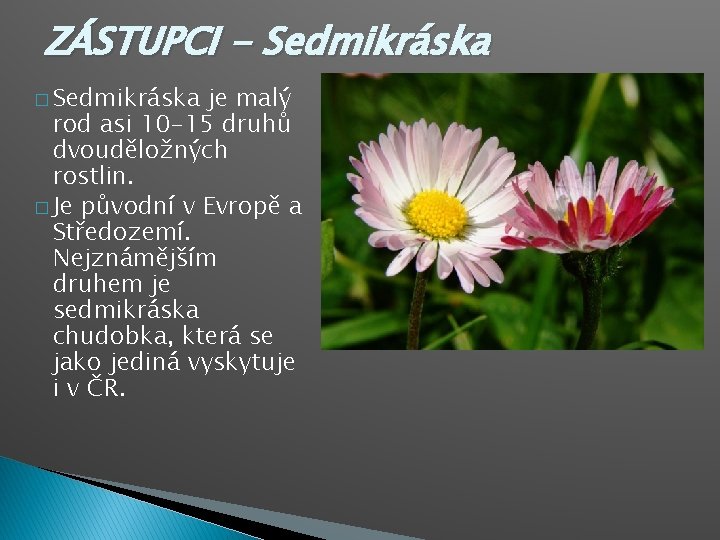 ZÁSTUPCI - Sedmikráska � Sedmikráska je malý rod asi 10 -15 druhů dvouděložných rostlin.