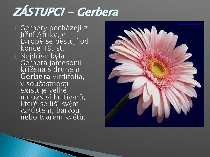 ZÁSTUPCI - Gerbera � Gerbery pocházejí z Jižní Afriky, v Evropě se pěstují od