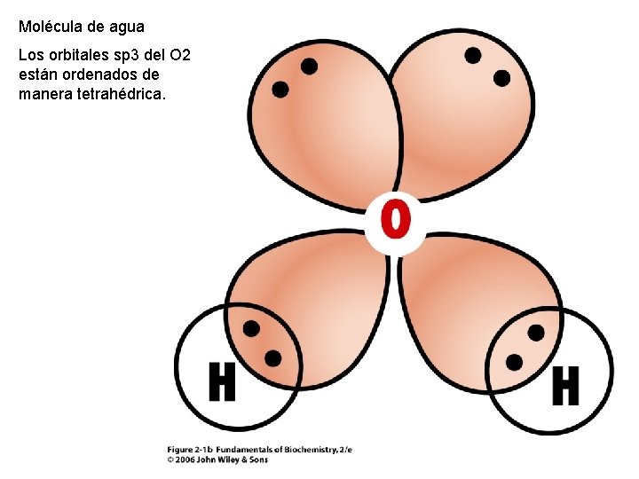 Molécula de agua Los orbitales sp 3 del O 2 están ordenados de manera