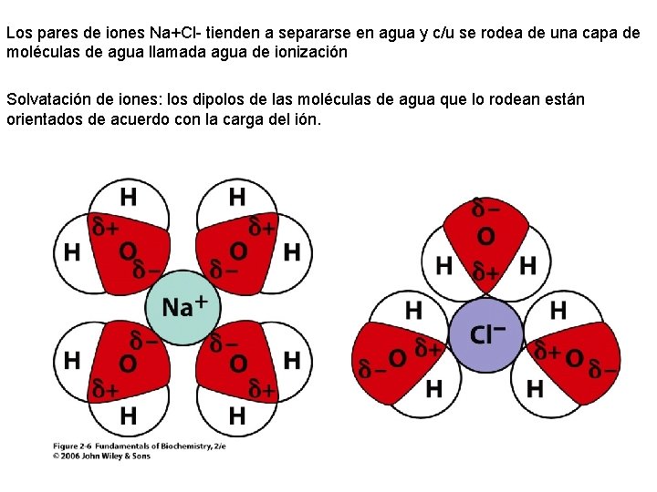 Los pares de iones Na+Cl- tienden a separarse en agua y c/u se rodea