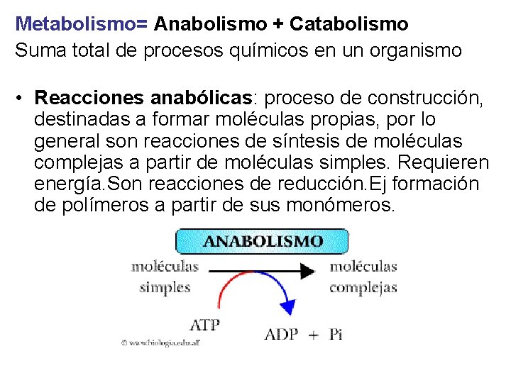 Metabolismo= Anabolismo + Catabolismo Suma total de procesos químicos en un organismo • Reacciones