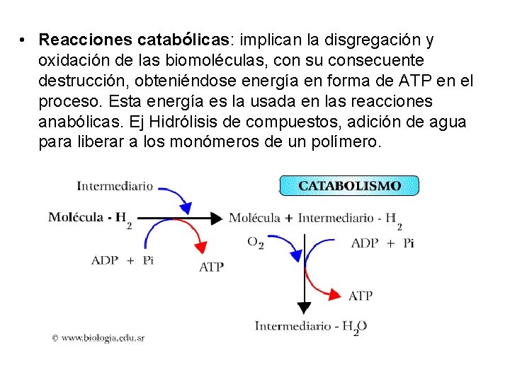  • Reacciones catabólicas: implican la disgregación y oxidación de las biomoléculas, con su