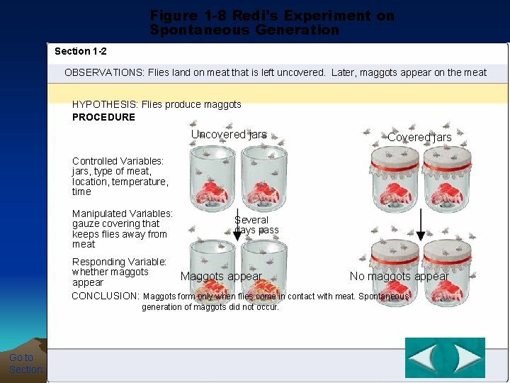 Figure 1 -8 Redi’s Experiment on Spontaneous Generation Section 1 -2 OBSERVATIONS: Flies land
