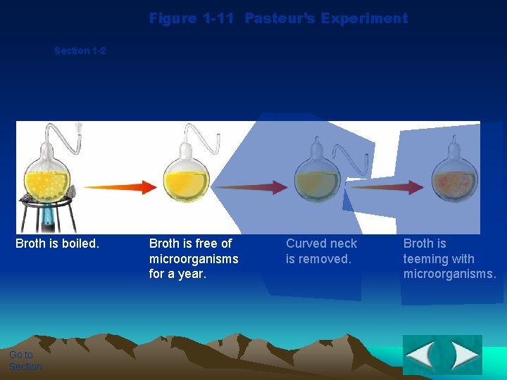 Figure 1 -11 Pasteur’s Experiment Section 1 -2 Broth is boiled. Go to Section: