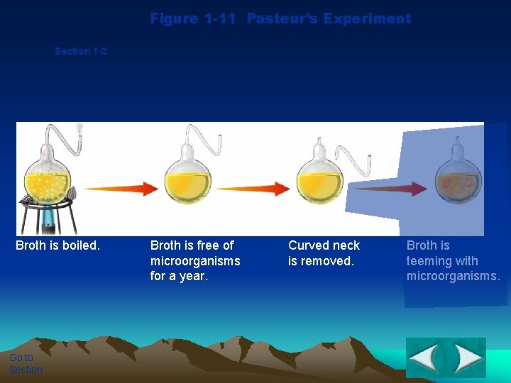 Figure 1 -11 Pasteur’s Experiment Section 1 -2 Broth is boiled. Go to Section: