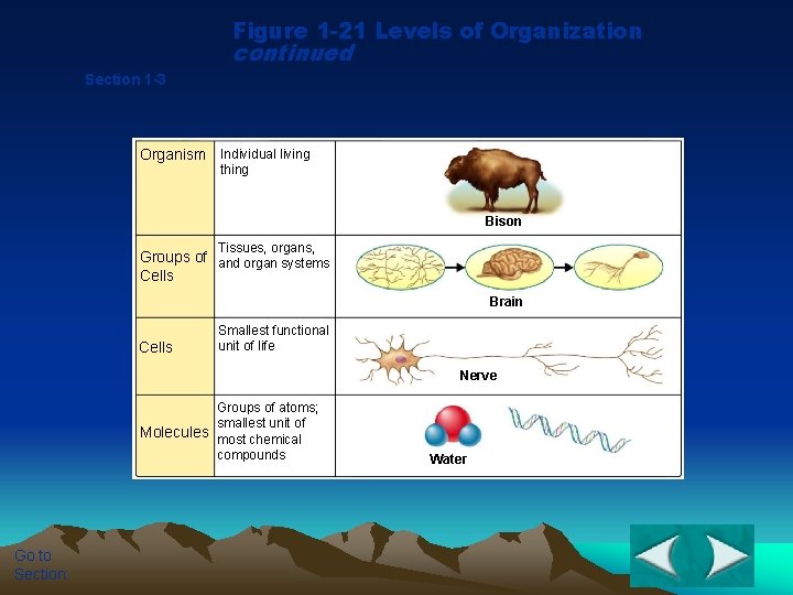 Figure 1 -21 Levels of Organization continued Section 1 -3 Organism Individual living thing