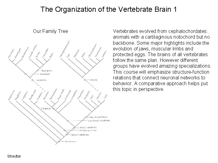 The Organization of the Vertebrate Brain 1 Our Family Tree Striedter Vertebrates evolved from