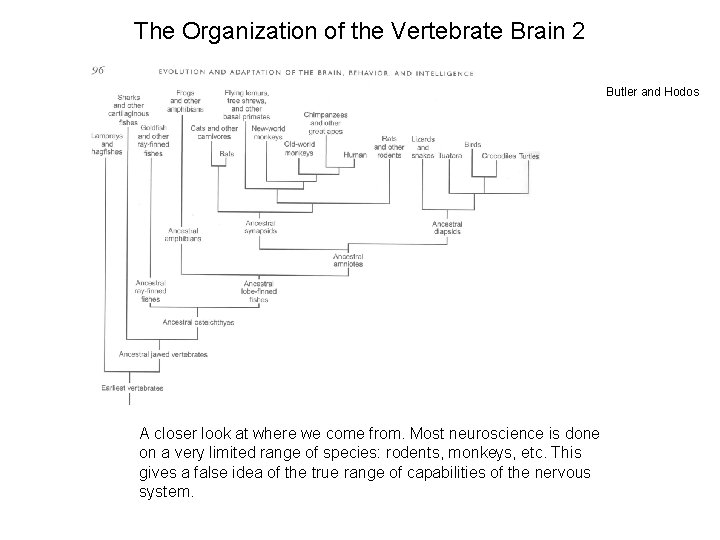 The Organization of the Vertebrate Brain 2 Butler and Hodos A closer look at