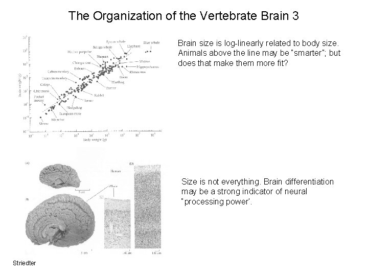 The Organization of the Vertebrate Brain 3 Brain size is log-linearly related to body