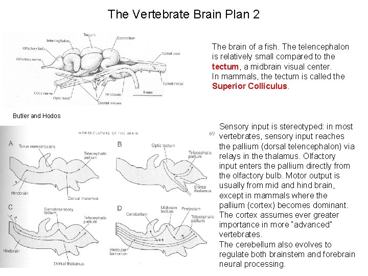 The Vertebrate Brain Plan 2 The brain of a fish. The telencephalon is relatively