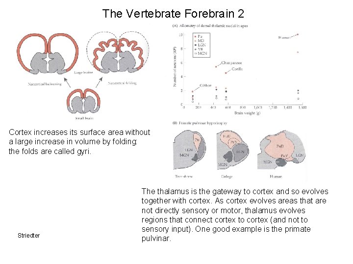 The Vertebrate Forebrain 2 Cortex increases its surface area without a large increase in