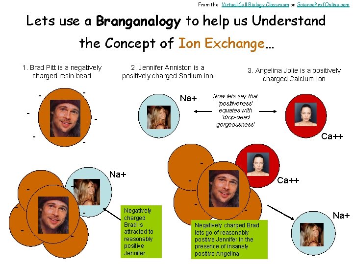 From the Virtual Cell Biology Classroom on Science. Prof. Online. com Lets use a