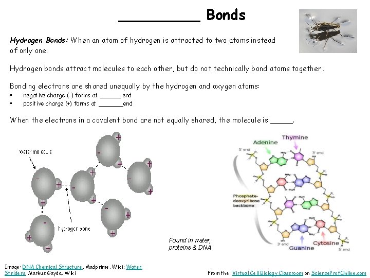 _____ Bonds Hydrogen Bonds: When an atom of hydrogen is attracted to two atoms