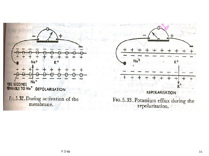 P. Deb 21 