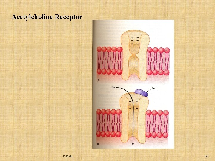 Acetylcholine Receptor P. Deb 36 