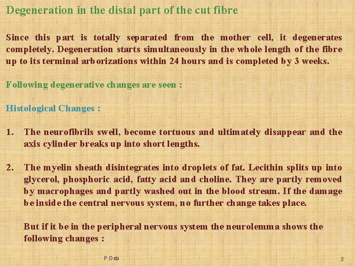 Degeneration in the distal part of the cut fibre Since this part is totally