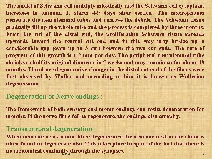 The nuclei of Schwann cell multiply mitotically and the Schwann cell cytoplasm increases in