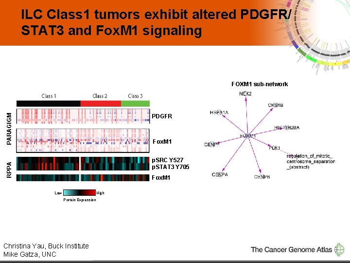 ILC Class 1 tumors exhibit altered PDGFR/ STAT 3 and Fox. M 1 signaling