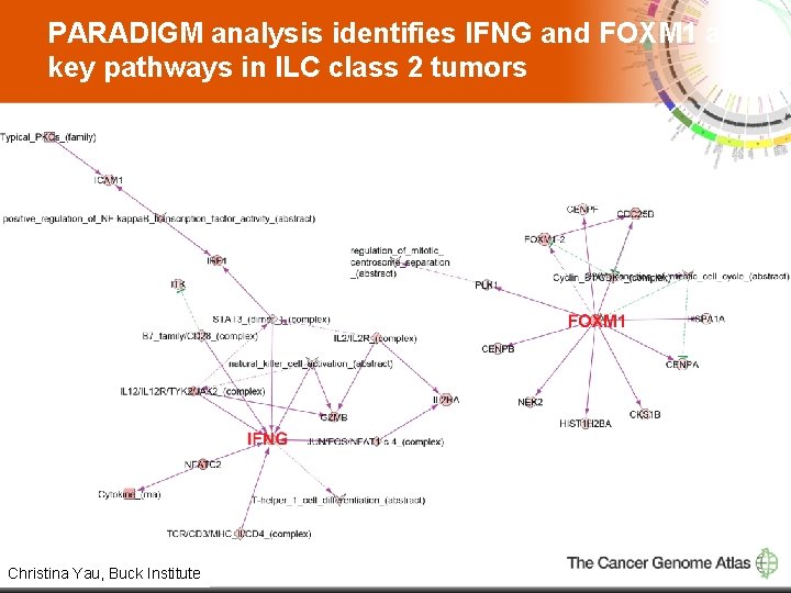 PARADIGM analysis identifies IFNG and FOXM 1 as key pathways in ILC class 2