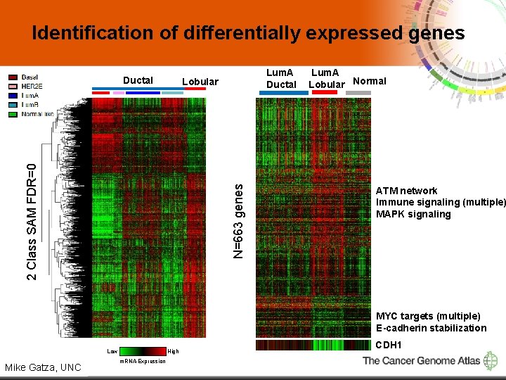 Identification of differentially expressed genes Ductal Lum. A Ductal N=663 genes 2 Class SAM