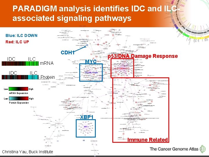 PARADIGM analysis identifies IDC and ILCassociated signaling pathways Blue: ILC DOWN Red: ILC UP