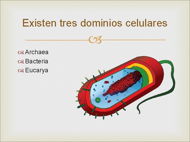 Existen tres dominios celulares Archaea Bacteria Eucarya 