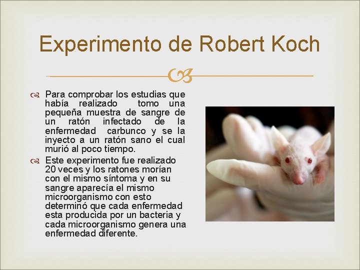 Experimento de Robert Koch Para comprobar los estudias que había realizado tomo una pequeña