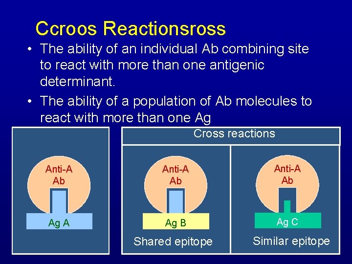 Ccroos Reactionsross Reactivity • The ability of an individual Ab combining site to react