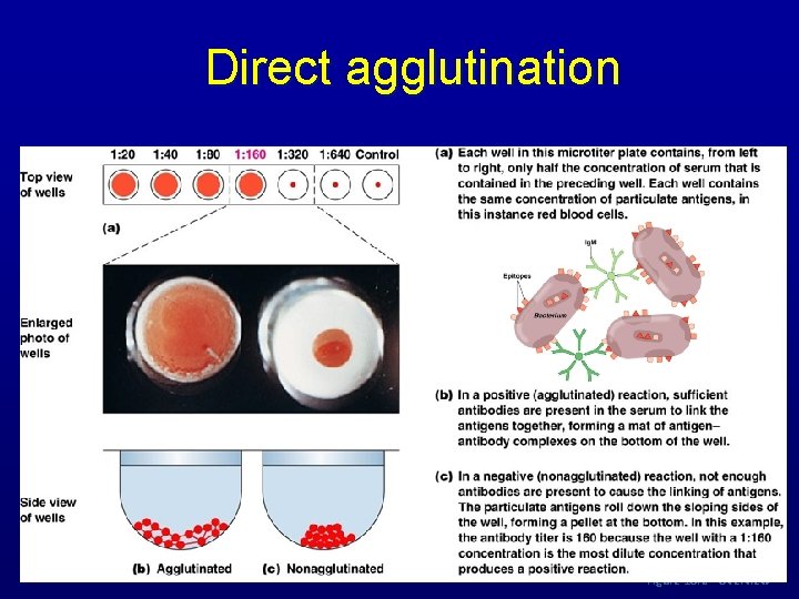 Direct agglutination Figure 18. 6 - Overview 
