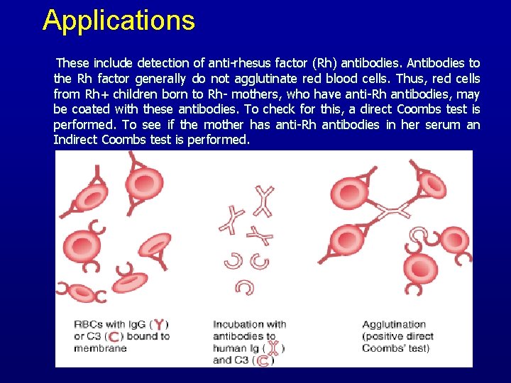 Applications These include detection of anti-rhesus factor (Rh) antibodies. Antibodies to the Rh factor