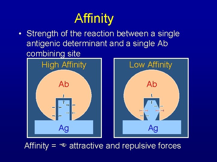 Affinity • Strength of the reaction between a single antigenic determinant and a single