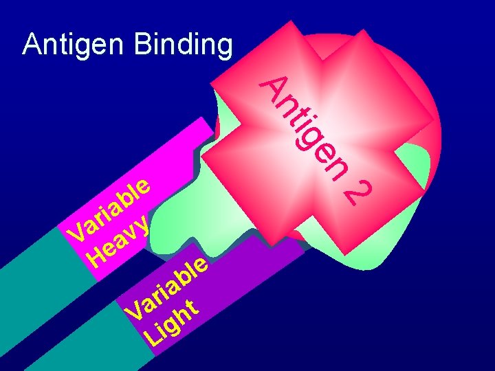 Antigen Binding en tig An Antigen 1 Antigen 3 b a i y r