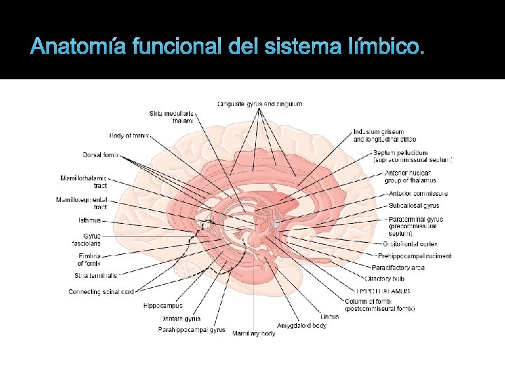 Anatomía funcional del sistema límbico. 