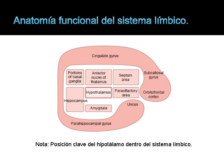 Anatomía funcional del sistema límbico. Nota: Posición clave del hipotálamo dentro del sistema límbico.